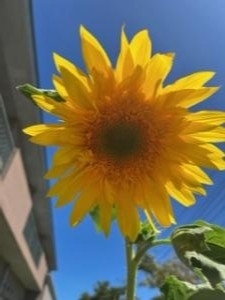 ひまわりＲ4デイのぞみ